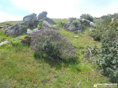 La Hiruela de Arroyos a Collados y Tierras Guadalajareñas;plataforma gredos relojes de montaña carac